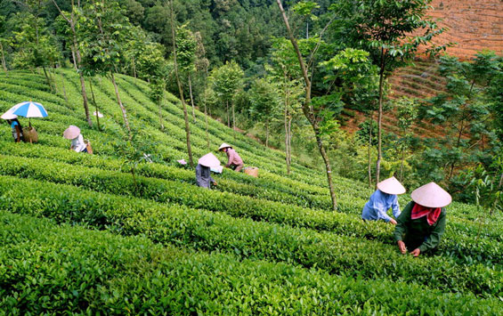 Xây dựng vùng chuyên canh chè Tân Linh