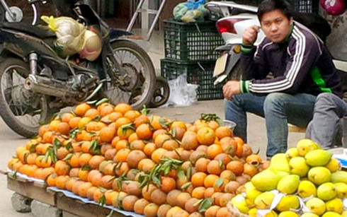 Cam sành Hà Giang được mùa, rớt giá, nông dân 'đánh bạc với giời'