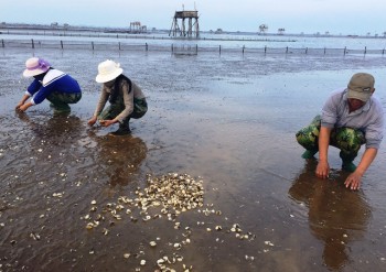 Chủ tịch tỉnh Thanh Hóa thông báo kết quả xác định nguyên nhân ngao chết