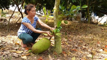 Giá mít tăng vọt - Nhà vườn lại ồ ạt trồng tăng diện tích