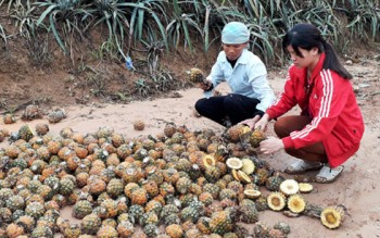 Lào Cai: Hàng loạt diện tích dứa thối bất thường chưa rõ nguyên nhân