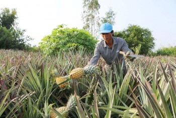 Trồng dứa trên đất phèn thu hàng trăm triệu đồng mỗi năm