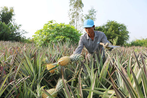 Trồng dứa trên đất phèn thu hàng trăm triệu đồng mỗi năm