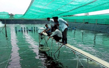 Nuôi tôm công nghệ cao lãi kép thu bạc tỷ