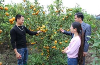 Nông dân giàu nhanh hơn nhờ... bỏ lúa