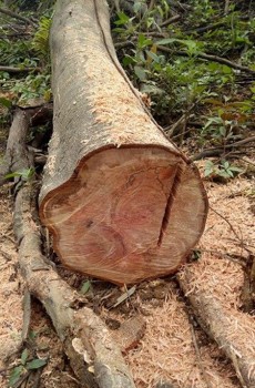 Lãng phí lớn trong thu dọn lòng hồ Ngàn Trươi