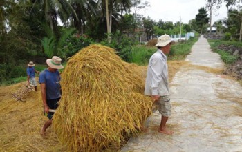 Lãng phí hàng ngàn tỉ đồng từ… rơm