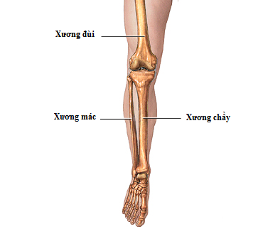 Bị cắt chân do kiểm tra chấn thương không đúng quy trình?