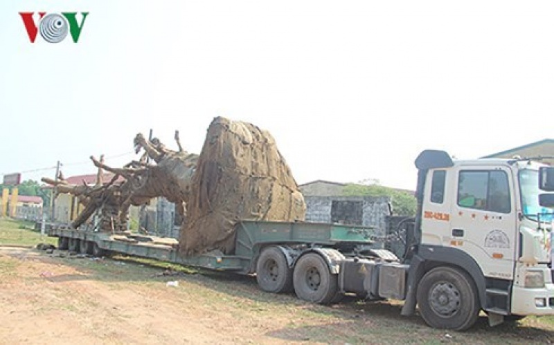 Cục CSGT: Chưa có cơ sở nói “bảo kê”, “tiêu cực” vụ cây cổ thụ “khủng”