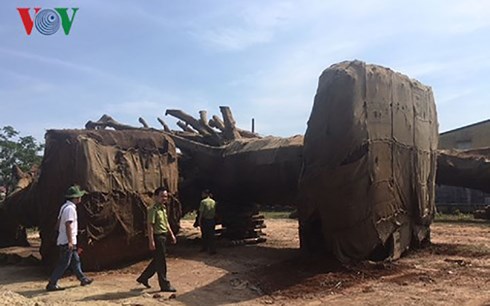 Cục CSGT: Chưa có cơ sở nói “bảo kê”, “tiêu cực” vụ cây cổ thụ “khủng” cuc csgt chua co co so noi bao ke tieu cuc vu cay co thu khung