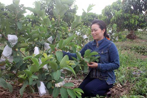 Lên mạng học hỏi, bà mẹ trẻ 32 tuổi giỏi làm vườn giữa đất cằn