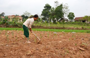 Trồng mới và thay thế hơn 60ha chè