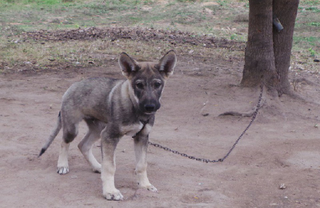 Vắc xin dại khan hiếm do... lạm dụng chích ngừa? vac xin dai khan hiem do lam dung chich ngua