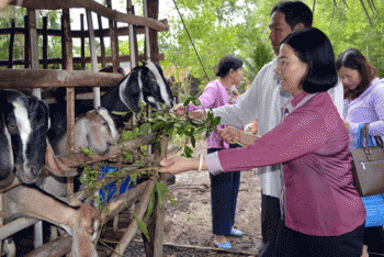 Từ 42 con dê giống, đàn dê cả xã đã tăng lên 500 con