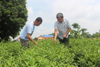 Cây chè trên đất Na Giang