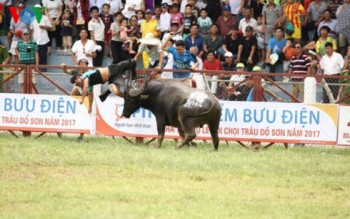 “Chọi trâu Đồ Sơn chỉ là thứ trò chơi núp bóng lễ hội”