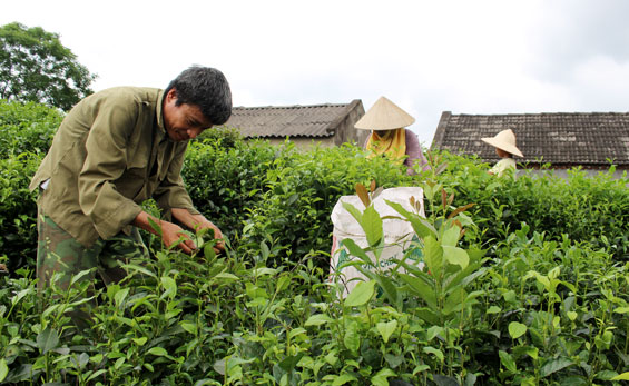 nhieu lang nghe che chua quan tam xay dung thuong hieu