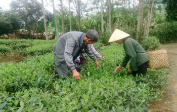 Phú Ninh thơm ngát hương chè