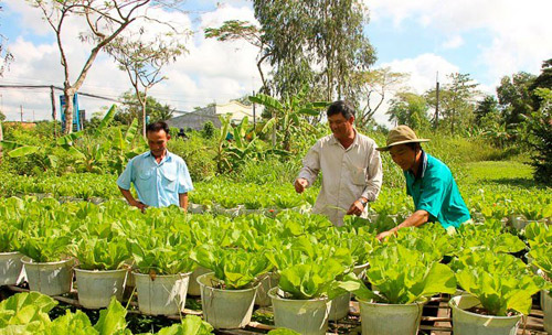 Nông dân Sóc Trăng học Bác, giúp nhau vượt khó, làm giàu