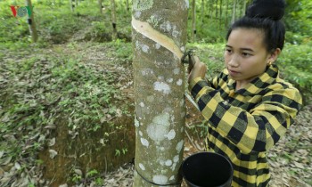 Bảo đảm quyền lợi cho người góp đất trồng cao su