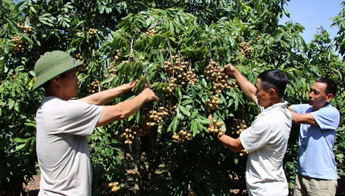 Liên kết sản xuất, hàng nghìn tấn nhãn Sông Mã rộng cửa, giá cao