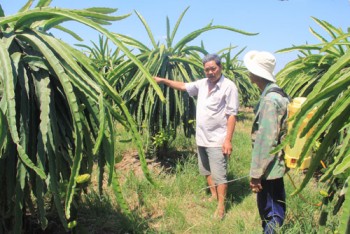 Làm giàu khác người: Cổ phần với nông dân trồng thanh long