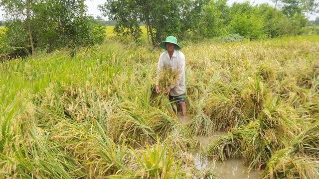 hang ngan ha lua bi do sap do mua lon keo dai