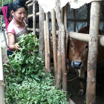 Làm cách chẳng giống ai, nông dân Sơn La sống khỏe