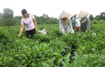 Về Mỹ Yên nghe chuyện xóa, giảm nghèo