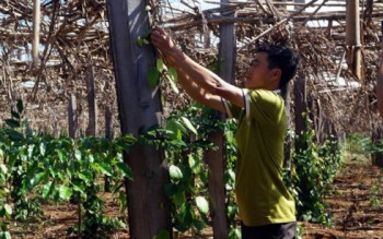 Mạnh dạn làm giàu trên vùng đất “5 không” tại Đăk Lăk