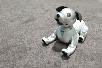 Chú cho robot AIBO 