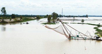 Mùa nước nổi An Giang: Mỗi bữa cất vó được 30 ký cá, có cả cá heo kêu éc éc