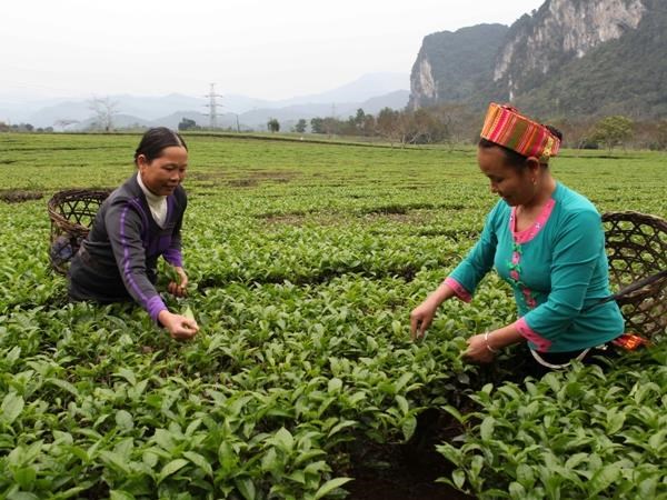 tin dung chinh sach cong cu huu hieu giam ngheo ben vung