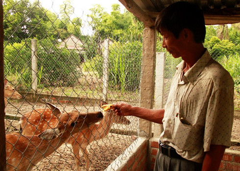 Một nông dân thu tiền tỉ mỗi năm nhờ trồng rừng và nuôi hươu, nai