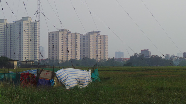 Đối phó mùa kiến ba khoang hoành hành ở Hà Nội