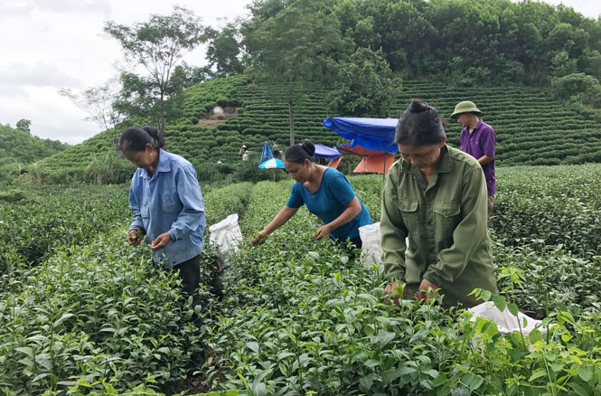 Sản xuất nông nghiệp hữu cơ: Còn nhiều vướng mắc