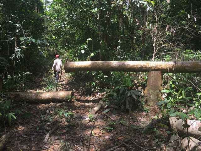 khan truong lam ro vu pha rung nghiem trong tai binh phuoc