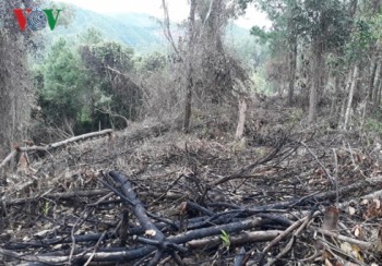 Phá rừng, chiếm đất lâm trường để trồng keo ở Quảng Trị