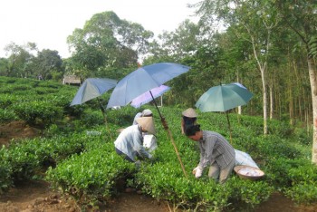 Triển khai được 20 mô hình sản xuất chè an toàn