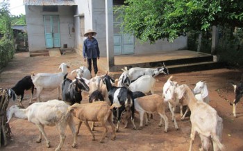 Học nghề chuẩn không cần chỉnh, người nuôi dê sống khỏe