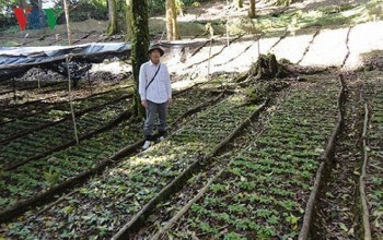 Kon Tum nỗ lực xây dựng thương hiệu quốc gia sản phẩm sâm Ngọc Linh