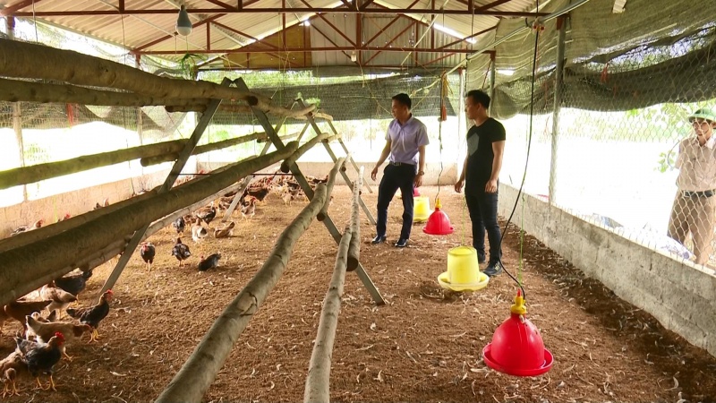 Tập huấn kỹ thuật chăn nuôi gia súc, gia cầm