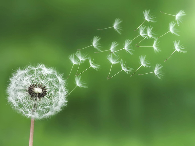 7 loại “thuốc” lợi tiểu tự nhiên 7 loai thuoc loi tieu tu nhien