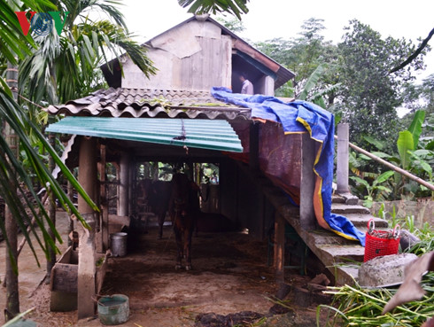 Nhà chống lũ cho trâu, bò: Mô hình hiệu quả giảm tổn thất cho dân nha chong lu cho trau bo mo hinh hieu qua giam ton that cho dan