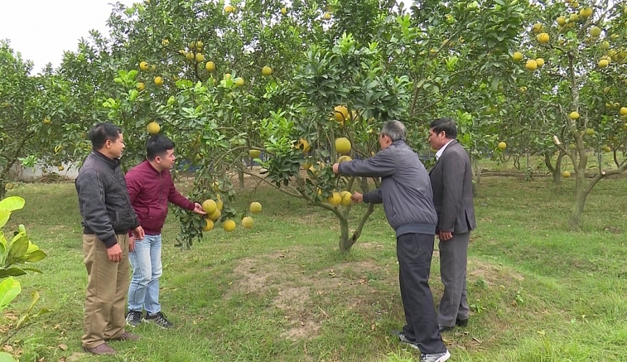 “Quả ngọt” trên vùng đất Minh Đức “Quả ngọt” trên vùng đất Minh Đức