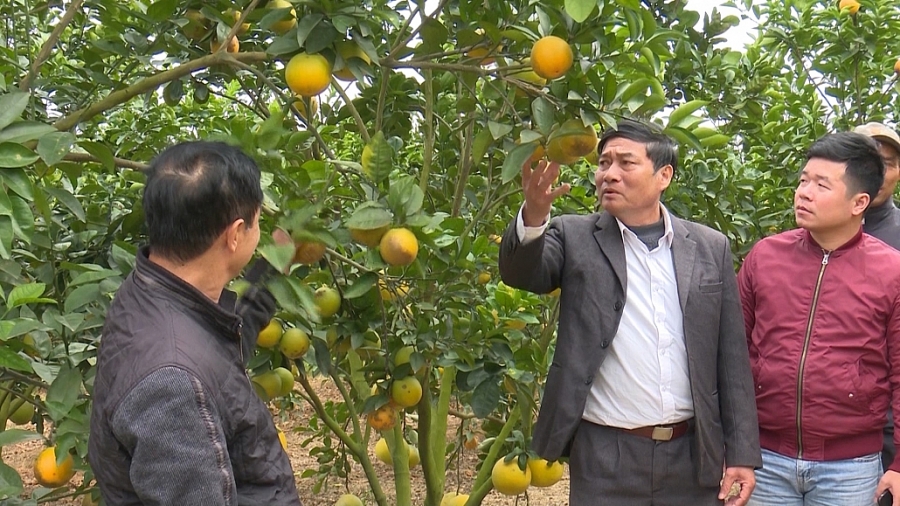 “Quả ngọt” trên vùng đất Minh Đức “Quả ngọt” trên vùng đất Minh Đức