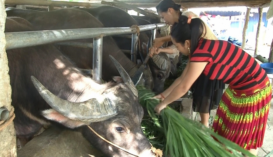 Nhân rộng các mô hình giảm nghèo vùng dân tộc thiểu số (TS 5/1)