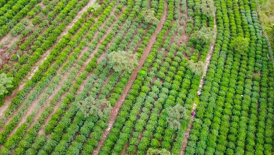 Chuyển đổi sang sản xuất chè hữu cơ