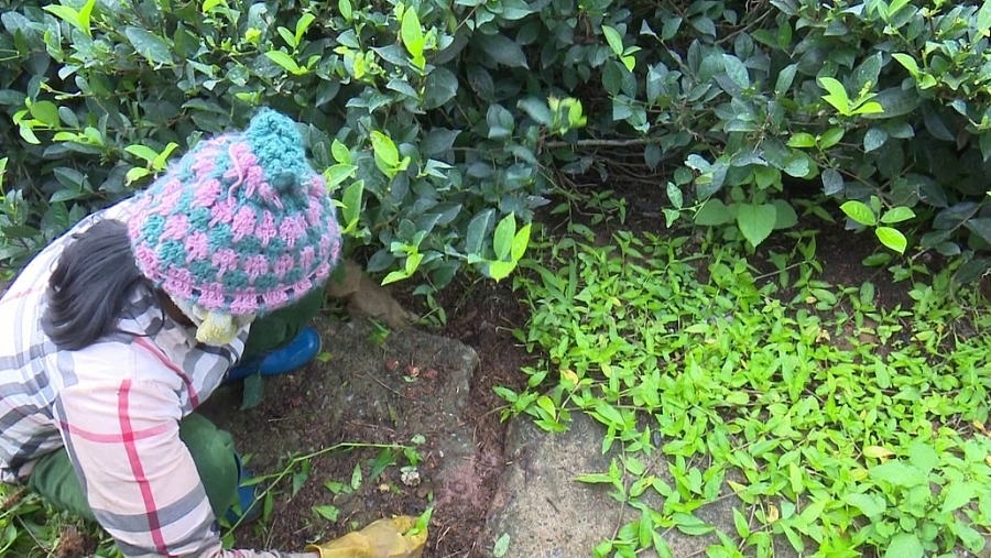 Chuyển đổi sang sản xuất chè hữu cơ