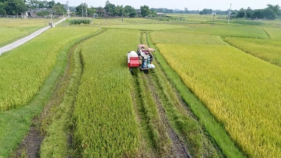 Giá trị sản xuất nông, lâm nghiệp, thuỷ sản tăng gần 4% Giá trị sản xuất nông, lâm nghiệp, thuỷ sản tăng gần 4%